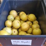 Nashi Nijseki